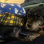 animal, black_fur, blanket, close_up, companion, cozy, cute, dog, fabric, fur_texture, gray_fur, indoor, pet, plaid_pattern, resting, sleepy, small_dog, snoopy_pattern, snuggled, yellow_plaid
