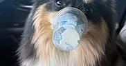 Prince is registered to the contest to win money with this photo: dog, puppy, fluffy, black_and_tan, pet, animal, face, eyes, snout, plastic_cup, car, vehicle, seated, portrait, close_up, indoors, daylight, fur, cute, humorous