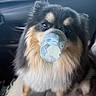 dog, puppy, fluffy, black_and_tan, pet, animal, face, eyes, snout, plastic_cup, car, vehicle, seated, portrait, close_up, indoors, daylight, fur, cute, humorous
