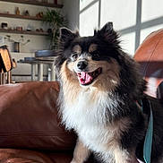 Prince joined the competition — help win amazing prizes! dog, puppy, fluffy, black_and_white, brown, sitting, smiling, open_mouth, tongue, pointed_ears, long_fur, harness, leash, leather_couch, living_room, indoor, sunlight, window_shadows, home_decor, portrait