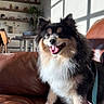 dog, puppy, fluffy, black_and_white, brown, sitting, smiling, open_mouth, tongue, pointed_ears, long_fur, harness, leash, leather_couch, living_room, indoor, sunlight, window_shadows, home_decor, portrait