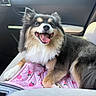 dog, pet, fluffy, tri_color, long_hair, smiling, open_mouth, tongue, sitting, car, car_interior, passenger_seat, blanket, pink_blanket, cherry_pattern, black_and_tan, white_fur, portrait, happy, cute