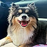 dog, puppy, fluffy, long_hair, black_and_white, tan_markings, open_mouth, tongue, smiling, happy, ears, nose, eyes, pet, animal, car, vehicle_interior, seat, close_up, portrait