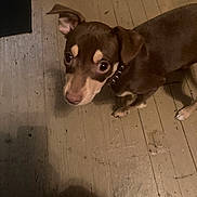Mocha is registered to the contest to win money with this photo: dog, brown_dog, pet, floor, wooden_floor, indoor, animal, collar, small_dog, canine, looking_up, curious, ears, four_legs, domestic_animal, house_pet, closeup, portrait, standing, floorboards