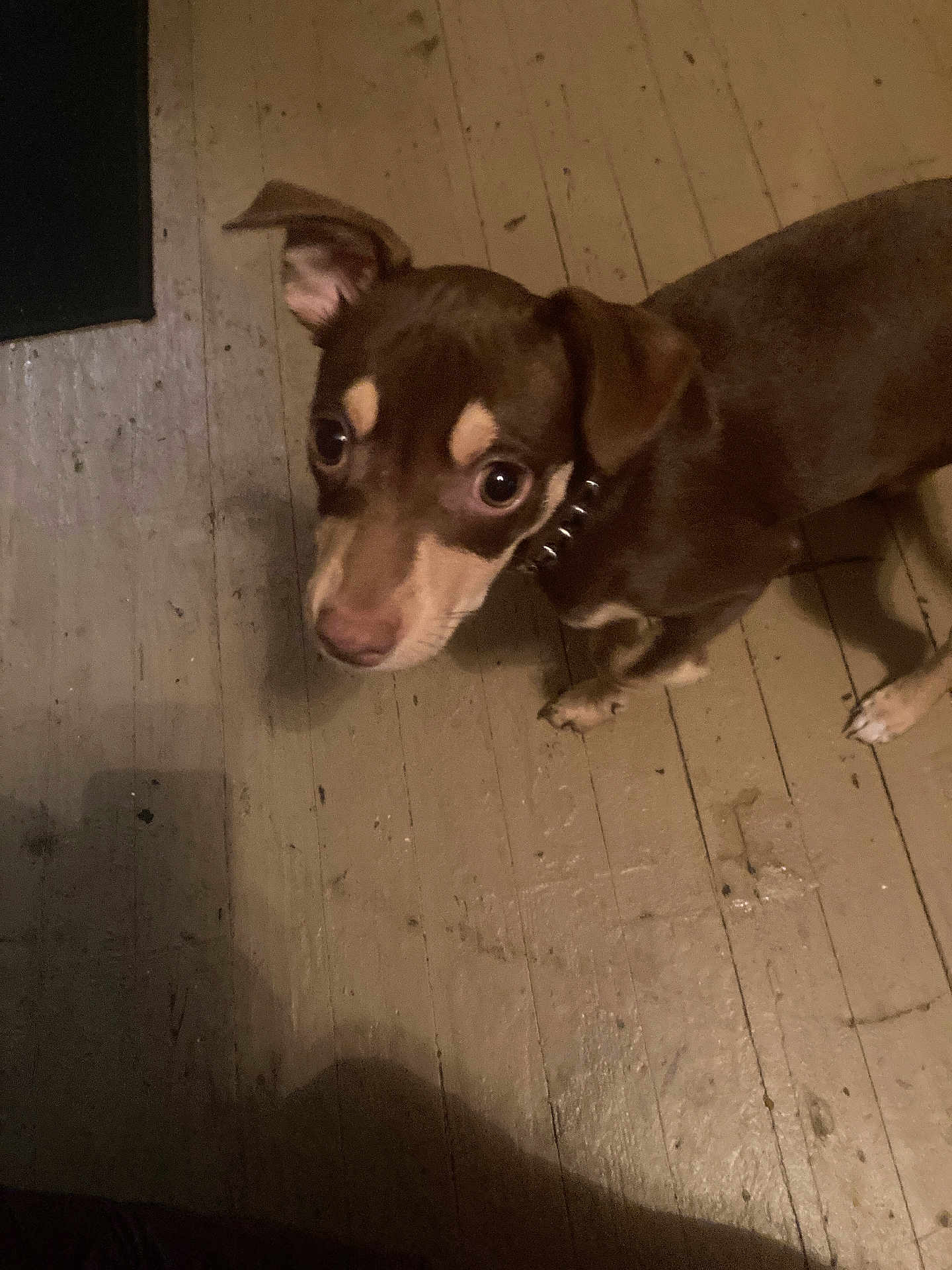 Mocha