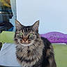 cat, tabby_cat, longhaired_cat, fur, whiskers, green_eyes, sitting, portrait, animal, pet, indoors, chair, colorful, blue, green, purple, window, curtain, household, close_up