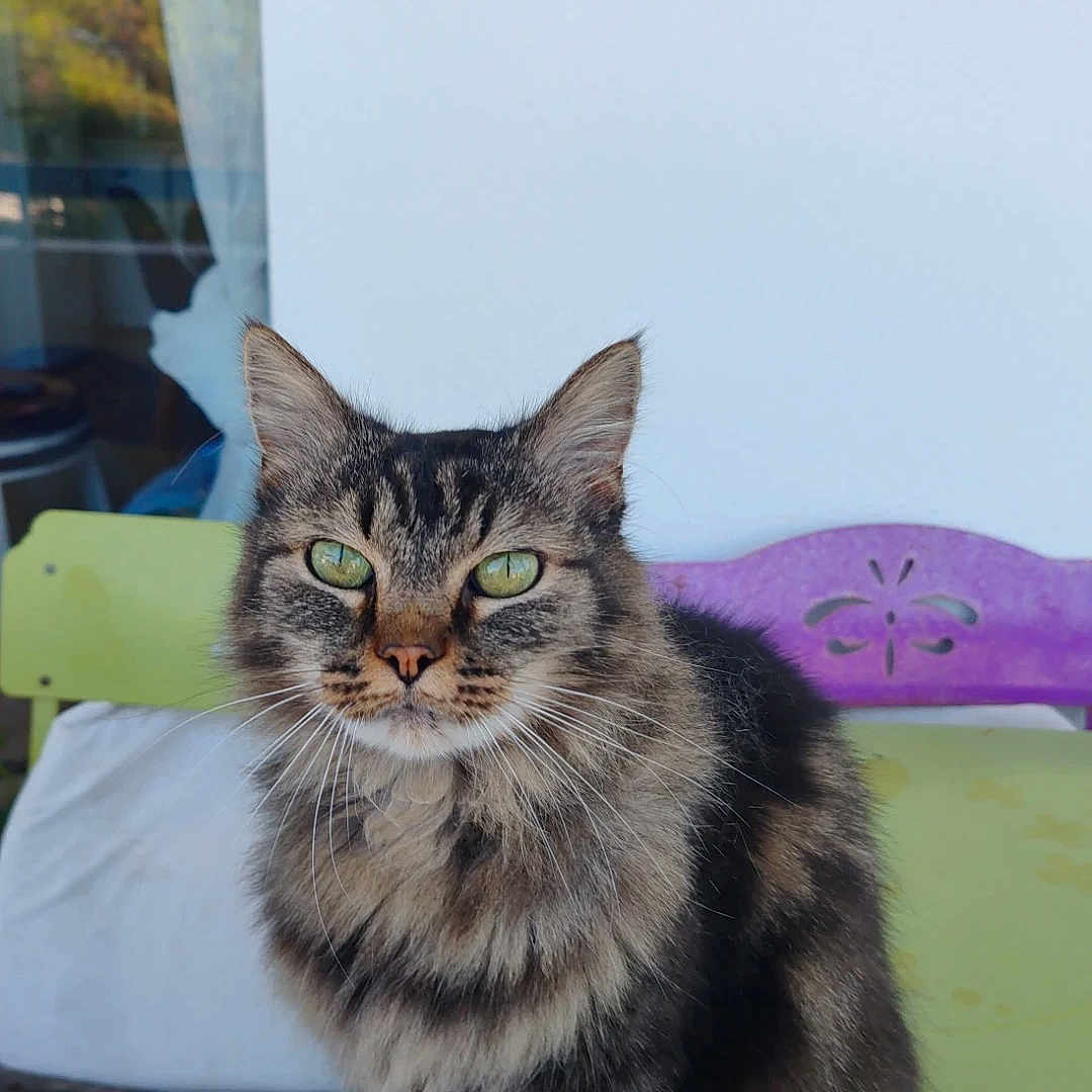 Mowglie participe au concours pour gagner de l'argent avec cette photo : cat, tabby_cat, longhaired_cat, fur, whiskers, green_eyes, sitting, portrait, animal, pet, indoors, chair, colorful, blue, green, purple, window, curtain, household, close_up