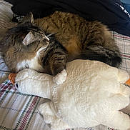 Mint is registered to the contest to win money with this photo: cat, tabby_cat, plush_toy, stuffed_animal, bedspread, indoor, pet, feline, cuddling, soft_toy, resting, fur, whiskers, collar, animal, cozy, domestic_cat, cute, sleepy, home