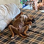 Simba a rejoint le concours — aidez-le/la à gagner de superbes lots ! dog, bed, plaid, relaxed, sleeping, indoor, cozy, paw, brown_dog, cushion, blanket, toy, sunlight, resting, comfortable, pet, furniture, sleep, canine, domestic