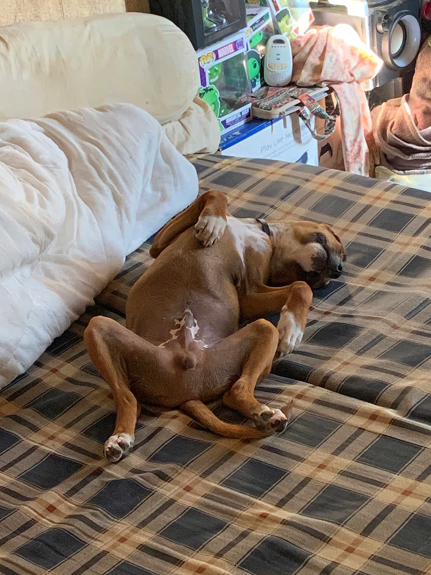 Simba