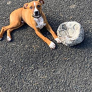 Simba participe au concours pour gagner de l'argent avec cette photo : puppy, dog, brown_dog, white_markings, asphalt, outdoor, worn_soccer_ball, deflated_ball, playful, pet, animal, young_dog, curious, lying_down, paw, collar, daylight, texture, ground, canine