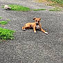 Simba a rejoint le concours — aidez-le/la à gagner de superbes lots ! dog, puppy, asphalt, grass, outdoor, resting, brown, white, collar, nature, relaxing, animal, pet, young, playful, sunlight, ground, casual, daytime, quiet