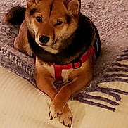 Koko is registered to the contest to win money with this photo: canidae, carnivore, companion_dog, dog, dog_breed, fawn, finnish_spitz, hokkaido, korean_jindo_dog, mammal, new_guinea_singing_dog, non_sporting_group, shiba_inu, shikoku, snout, spitz, sporting_group, sulimov_dog, vertebrate