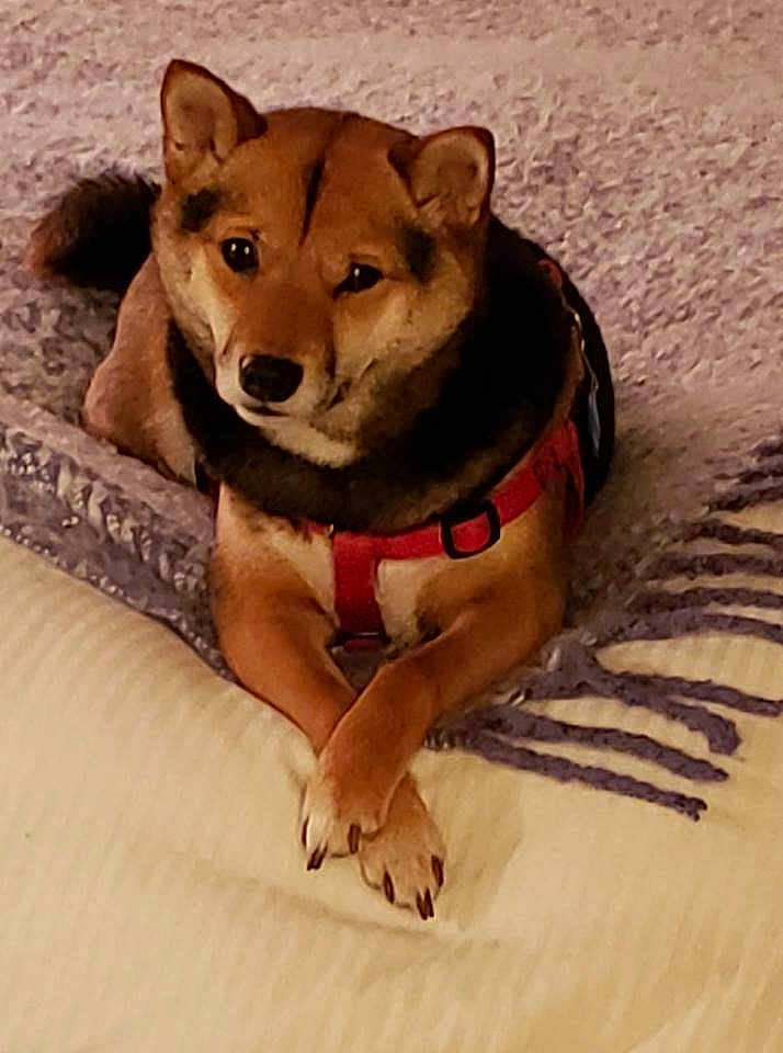 Koko