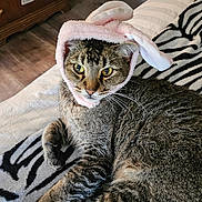 Buddy is registered to the contest to win money with this photo: cat, tabby, animal, pet, bunny_ears, hat, costume, cute, feline, striped, blanket, zebra_pattern, indoor, fur, whiskers, relaxed, resting, cozy, ears, close_up
