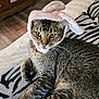 cat, tabby, animal, pet, bunny_ears, hat, costume, cute, feline, striped, blanket, zebra_pattern, indoor, fur, whiskers, relaxed, resting, cozy, ears, close_up