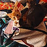 Sunny joined the competition — help win amazing prizes! cat, kittens, orange_cat, black_cat, animals, pets, kitten, fur, whiskers, ears, eyes, handbag, purse, notebooks, blanket, clutter, indoors, close_up, cute, curious