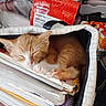 Sunny joined the competition — help win amazing prizes! cat, kitten, ginger_cat, white_paws, sleeping, curled_up, cute, pet, feline, animal, tote_bag, notebooks, stationery, books, indoor, cozy, orange_and_white, whiskers, pink_nose, relaxed