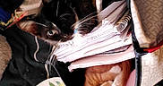 Sunny is registered to the contest to win money with this photo: cat, kitten, two_cats, black_and_white_cat, orange_cat, animal, pet, cute, face, whiskers, ears, eyes, sitting, handbag, papers, shopping_bags, plate, lemon_pattern, indoor, clutter