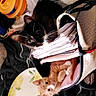 cat, kitten, two_cats, black_and_white_cat, orange_cat, animal, pet, cute, face, whiskers, ears, eyes, sitting, handbag, papers, shopping_bags, plate, lemon_pattern, indoor, clutter