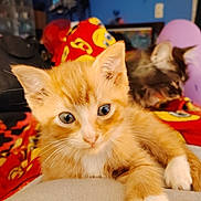 Sunny is registered to the contest to win money with this photo: cat, kitten, orange_cat, tabby_cat, animal, pet, feline, portrait, close_up, sitting, lying_down, front_paw, whiskers, ears, blue_eyes, indoor, bedroom, blanket, colorful, cozy