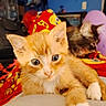 cat, kitten, orange_cat, tabby_cat, animal, pet, feline, portrait, close_up, sitting, lying_down, front_paw, whiskers, ears, blue_eyes, indoor, bedroom, blanket, colorful, cozy