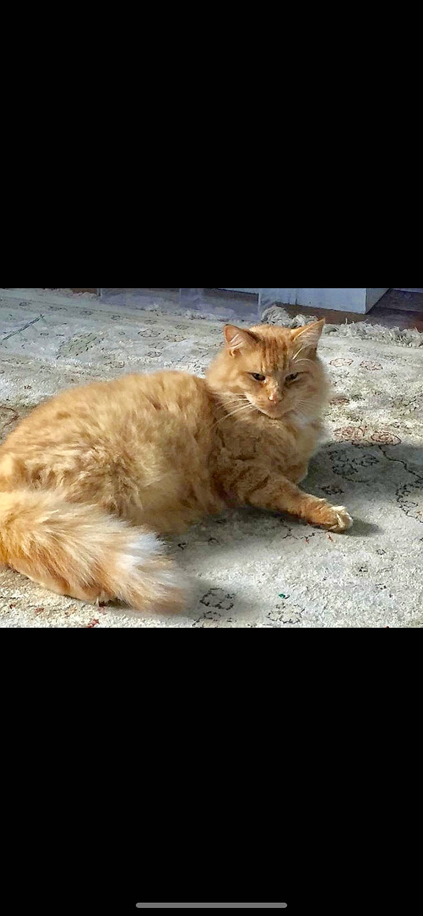 Kitkat is registered to the contest to win money with this photo: asphalt, canidae, carnivore, cat, claw, domestic_short_haired_cat, felidae, fur, paw, photo_caption, plant, road_surface, sitting, small_to_medium_sized_cats, tail, terrestrial_animal, whiskers, wildlife, window, wood