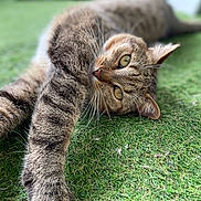 Filou a rejoint le concours — aidez-le/la à gagner de superbes lots ! cat, tabby, feline, grass, outdoor, pet, animal, whiskers, relaxed, closeup, green, nature, cute, sleepy, fur, mammal, stretching, eyes, portrait, laying