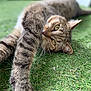 cat, tabby, feline, grass, outdoor, pet, animal, whiskers, relaxed, closeup, green, nature, cute, sleepy, fur, mammal, stretching, eyes, portrait, laying