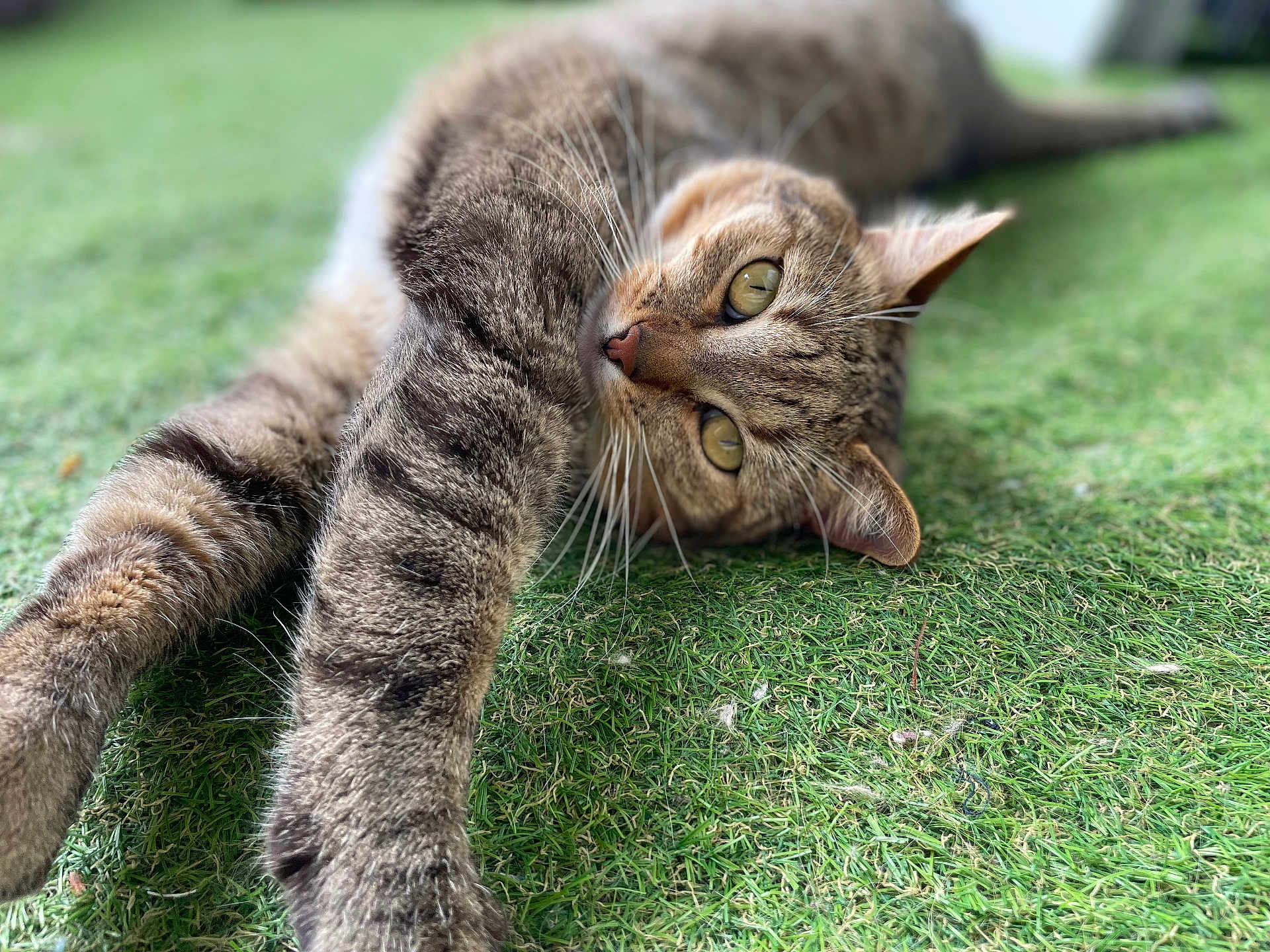 Filou a rejoint le concours — aidez-le/la à gagner de superbes lots ! cat, tabby, feline, grass, outdoor, pet, animal, whiskers, relaxed, closeup, green, nature, cute, sleepy, fur, mammal, stretching, eyes, portrait, laying