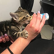 Milo participe au concours pour gagner de l'argent avec cette photo : kitten, cat, tabby, kitten_paw, baby_bottle, bottle_feeding, hand, human_arm, manicure, nails, indoor, tile_floor, closeup, pet, feeding_time, fur, whiskers, domestic_pet, furniture, cuddly