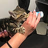 baby_bottle, bottle_feeding, cat, closeup, cuddly, domestic_pet, feeding_time, fur, furniture, hand, human_arm, indoor, kitten, kitten_paw, manicure, nails, pet, tabby, tile_floor, whiskers