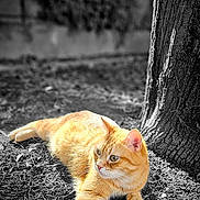 Lucky Star participe au concours pour gagner de l'argent avec cette photo : alert, animal, cat, closeup, ears, focus, fur, ground, lying_down, mammal, nature, orange_cat, outdoor, pet, relaxed, shadow, sunlight, tree, whiskers, wildlife