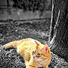 alert, animal, cat, closeup, ears, focus, fur, ground, lying_down, mammal, nature, orange_cat, outdoor, pet, relaxed, shadow, sunlight, tree, whiskers, wildlife