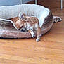 Lili a rejoint le concours — aidez-le/la à gagner de superbes lots ! dog, sleeping, dog_bed, wooden_floor, indoor, pet, cozy, resting, small_dog, brown_dog, furniture, photo_frame, artwork, shelf, quiet, relaxing, home, animal, floor, nap