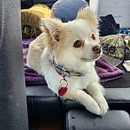 Izzy joined the competition — help win amazing prizes! animal, blanket, brown_eyes, car_interior, close_up, collar, cooler, cream_color, cute, dog, fluffy, hat, indoor, pet, relaxed, resting, seat, small_dog, tag, travel