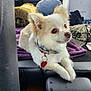 animal, blanket, brown_eyes, car_interior, close_up, collar, cooler, cream_color, cute, dog, fluffy, hat, indoor, pet, relaxed, resting, seat, small_dog, tag, travel