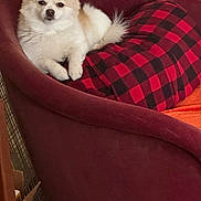 Izzy is registered to the contest to win money with this photo: dog, pomeranian, fluffy, pet, animal, indoor, armchair, red, checkered_pillow, cozy, relaxed, furniture, cute, companion, small_dog, domestic_animal, living_room, resting, fur, cute_pet