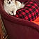 Izzy