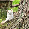 dog, white_dog, tree, tree_bark, grass, outdoor, nature, pet, animal, curious, fluffy, greenery, wood, bark_texture, canine, small_dog, park, sunlight, daytime, wildflowers