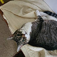 Gigit is registered to the contest to win money with this photo: animal, blanket, carpet, cat, cozy, curious, cute, eyes, feline, fur, home, indoor, mammal, paws, pet, relaxed, resting, soft, tabby, whiskers