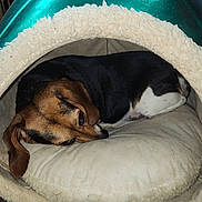 Gypsy is registered to the contest to win money with this photo: dog, pet_bed, sleeping, cozy, indoor, brown, black, white, fur, canine, resting, animal, cute, domestic, comfort, pillow, relaxed, snug, soft, household