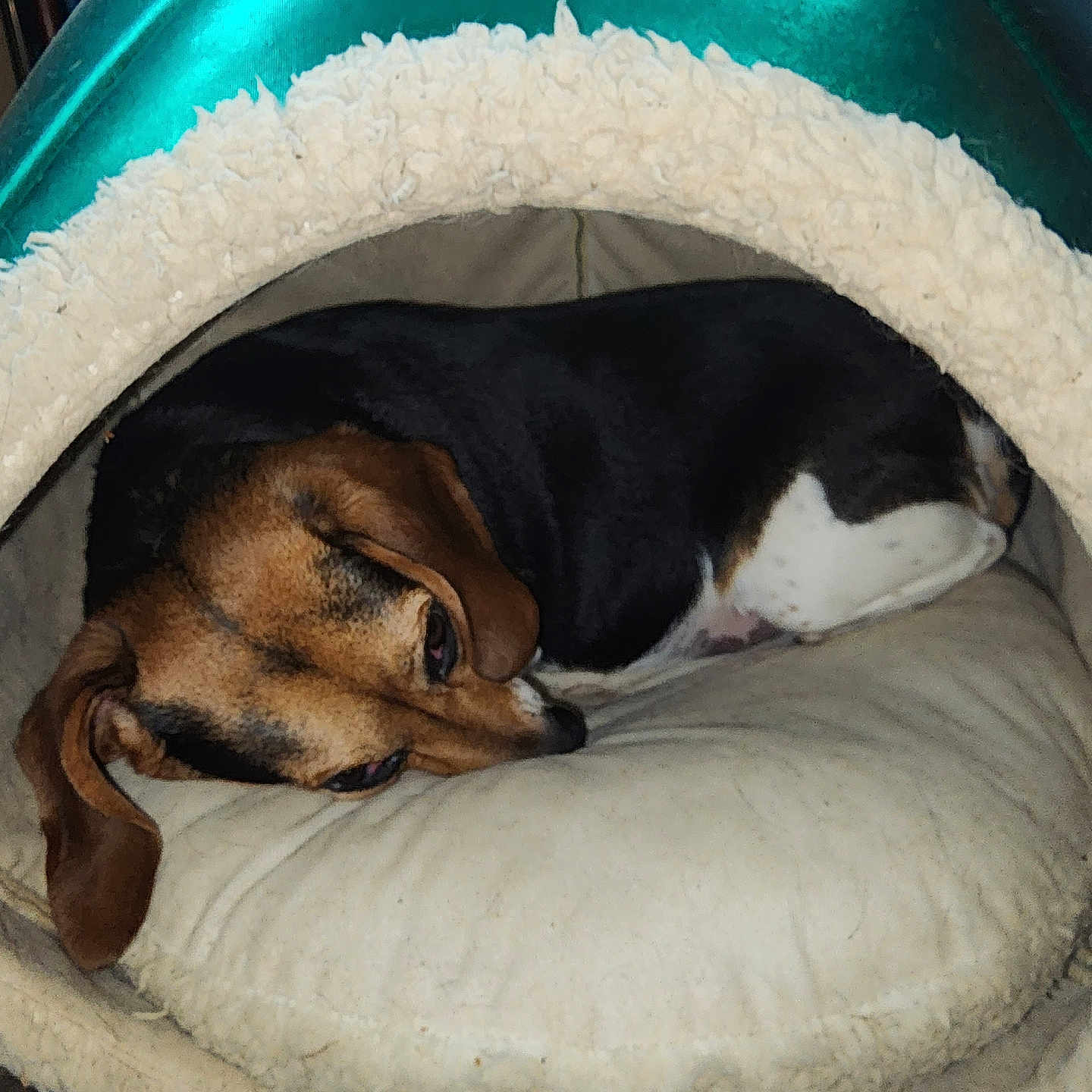 Gypsy is registered to the contest to win money with this photo: dog, pet_bed, sleeping, cozy, indoor, brown, black, white, fur, canine, resting, animal, cute, domestic, comfort, pillow, relaxed, snug, soft, household