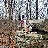 Luna joined the competition — help win amazing prizes! dog, outdoor, forest, rock, nature, animal, pet, trees, leaf_litter, harness, tongue_out, black_and_white, canine, sitting, adventure, woodland, fall, moss, happy, wildlife