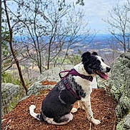 Luna joined the competition — help win amazing prizes! dog, canine, outdoor, nature, rock, tree, hiking, forest, scenic, landscape, animal, pet, sitting, tongue_out, leash, harness, mountain, sky, daytime, happy