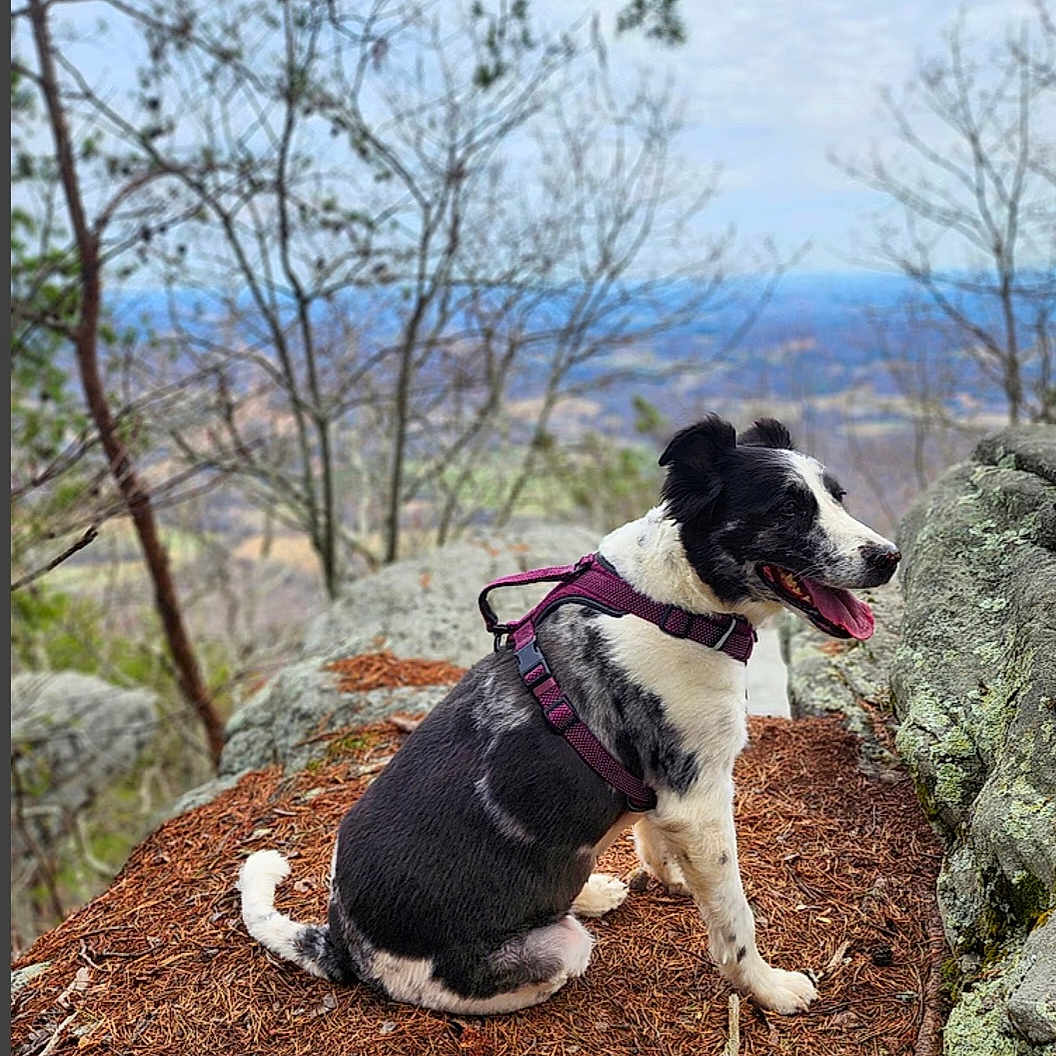 Luna joined the competition — help win amazing prizes! dog, canine, outdoor, nature, rock, tree, hiking, forest, scenic, landscape, animal, pet, sitting, tongue_out, leash, harness, mountain, sky, daytime, happy
