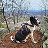 Luna is registered to the contest to win money with this photo: dog, black_and_white, harness, outdoor, nature, rocks, pine_needles, trees, scenic_view, mountain, tongue_out, sitting, animal, pet, canine, landscape, sky, daylight, fur, happy