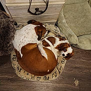 Buck joined the competition — help win amazing prizes! dog, pet_bed, brown_and_white, curled_up, indoor, wooden_floor, cozy, sleeping, small_dog, large_dog, fur, animal, companion, cute, resting, paw, home, flooring, curious, blanket