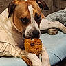 Buck joined the competition — help win amazing prizes! dog, stuffed_toy, couch, blanket, pillow, indoor, pet, resting, brown, white, fur, paw, toy, cozy, relaxed, animal, home, comfort, closeup, laying