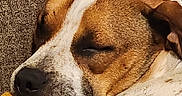 Buck joined the competition — help win amazing prizes! dog, sleeping, toy, brown, white, fur, nose, ear, couch, texture, relaxation, closeup, pet, domestic_animal, resting, indoor, peaceful, cute, furry, animal